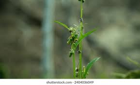 Image result for Emilia subscaposa