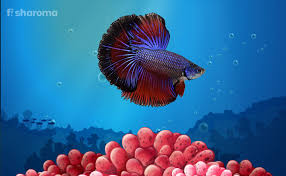 The right aquarium helps fish feel at home. How Long Do Betta Fish Live In Wild Rivers And Fish Tank