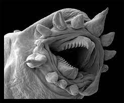 Brooks, author of fields of color: Hydrothermal Worm Electron Microscope Image From Fei