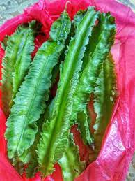 Semalam tengok kacang botor ni ada. Breaking The Impossible 10 Khasiat Kebaikan Kacang Botol Botor