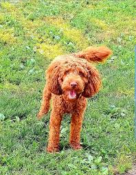 Bolognese are rare here in the u.s. Australian Doodle Puppy For Sale The Y Guide