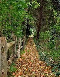 Wonderful Wooded Paths Beautiful Nature Landscape Scenery