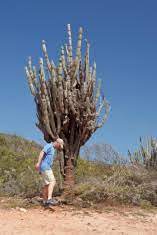 Both men were in evening dress. Man Standing Next To A Huge Cactus Stock Photos Freeimages Com