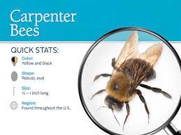 Bumble bees rarely nest in structures. How To Get Rid Of Carpenter Bees Stings Information