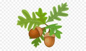 Acorns are nuts that typically have a cap. Oak Tree Drawing Png Download 600 524 Free Transparent Acorn Png Download Cleanpng Kisspng