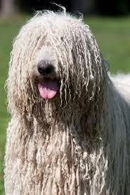 Image result for Komondor