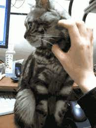 10 Important Life Lessons You Can Learn From Cats Funny Animals Cute Funny Animals Cute Animals