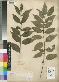 Image result for Tricalysia niamniamensis