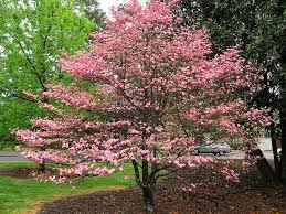 Check spelling or type a new query. Red Flowering Dogwood Tree Dogwood Trees Red Dogwood Spring Flowering Trees