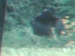 Backyard bigfoot spotted in Kentucky? | The Province
