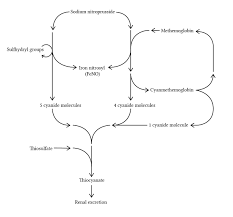 Image result for Nitroprusside