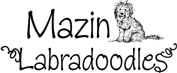 We hope you are blessed by what you find here. Home Mazin Labradoodles