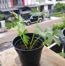 Cara menanam daun sop dalam polybag. Cara Menanam Seledri Di Pot Yang Baik Dan Benar Bagi Pemula