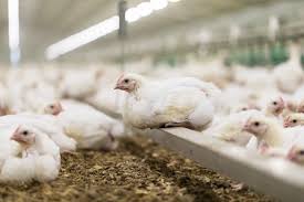 Chicken Meat Production Acmf