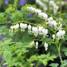 Image result for Dicentra spectabilis alba