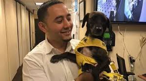 We charge a $250 adoption fee, which covers the costs we incur in selecting, vetting. Fontainebleau Miami Beach Launches Pet Adoption Program South Florida Sun Sentinel South Florida Sun Sentinel