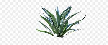 agave png agave azul free transparent png clipart images download agave png agave azul free