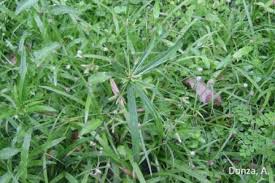 Image result for Cyperus sphacelatus