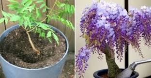 Check spelling or type a new query. Grow Wisteria In A Pot Video Tutorial The Whoot