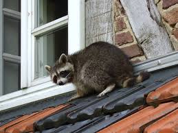 Probably from $400 on up if in the attic, much less if outside. How To Humanely Get Raccoons Out Of Your House The Dodo