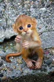 It is a very gentle animal and although similar to a kangaroo it is much smaller. 29unusual Animals Weird Animals Cute Animals Unusual Animals