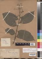 Image result for Erythrococca