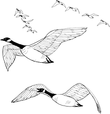 Free printable canadian birds worksheets. Flock Of Canada Geese Coloring Page Free Printable Coloring Pages Bird Coloring Pages Goose Tattoo Coloring Pages
