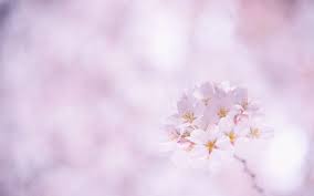 Here you can find the best sakura haruno wallpapers uploaded by our. Sakura Flower Wallpapers Wallpaper Cave