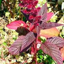 Image result for Amaranthus hybridus