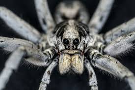 Maybe you would like to learn more about one of these? Wolf Spider Smithsonian Institution