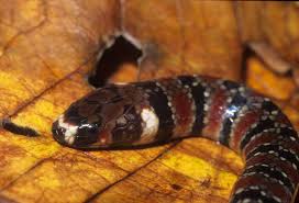 Image result for Hydrops triangularis