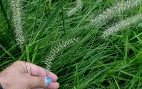 Image result for Cenchrus polystachios