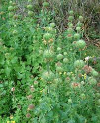 Image result for Leonotis nepetifolia