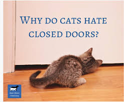 By scratching, the chances of your cat seven day plan to get your cat to stop scratching. Eastshorevet
