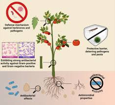 Image result for Polygala sadebeckiana