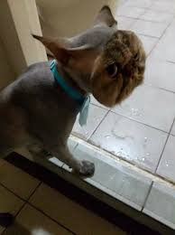 Another option, of course, is shaving, but unless your cat is extremely laid back and comfortable with loud noises — and you have another human (or five) to assist you — it's probably best not to. That Is Not A Happy Cat
