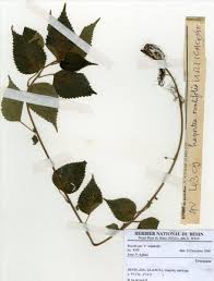 Image result for Laportea ovalifolia