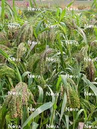 Image result for Panicum miliaceum