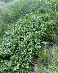 Image result for Nasturtium officinale