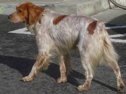 Epagneul Breton Les Avis Et Les Photos Des Internautes Les Avis Choisir Son Chien