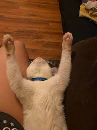 I can't find my male cat, his name is Milo. I'm not sure if he had gotten  out while the door was open for a second yesterday evening while I was at