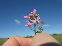Image result for Desmodium uncinatum