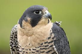 Последние твиты от sturzflug }:{ (@sturzflug). Wanderfalke