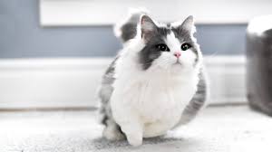 The current ranges start at $700 up to $3500. How Fast Can Munchkin Cats Run Youtube