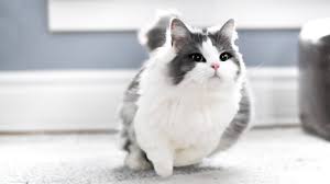 Check spelling or type a new query. How Fast Can Munchkin Cats Run Youtube