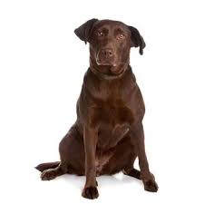 Image result for labrador retrívr