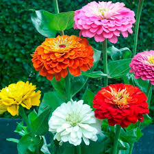 We did not find results for: Paket Hemat Benih Bunga Musim Panas Moss Rose Zinnia Marigold Isi 7 Jenis Shopee Indonesia