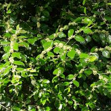 Image result for Ziziphus mauritiana
