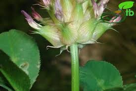 Image result for Trifolium spumosum
