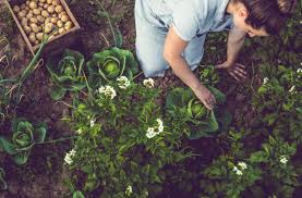 Plant parents out there know all too well that their precious plants can become a haven for pests. All Natural Ways To Kill Garden Pests How To Get Rid Of Bugs Aphids Spider Mites Slugs And More Chowhound